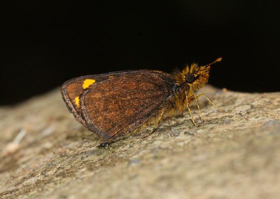 Metisella kambove 'gamma' male UNS